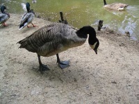 image of goose