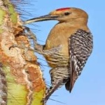 image of bird