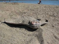 image of stingray