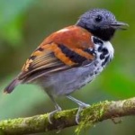 image of bird