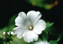 image of flower