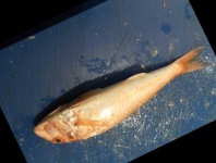 image of fish