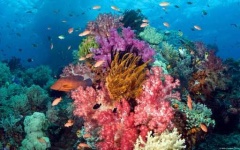 image of reef