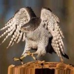 image of bird