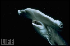 image of hammerhead