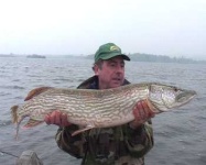 image of barracouta
