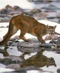 image of cougar_body