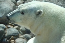 image of animal