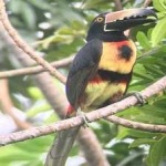 image of bird