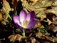 image of flower
