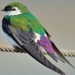 image of bird