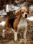 image of beagle