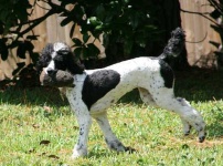 image of standard_poodle