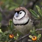image of bird