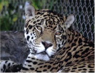 image of jaguar_car