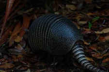image of armadillo