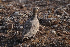 image of black_grouse #14