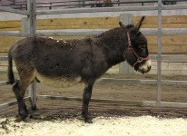 image of animal