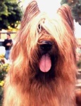 image of briard