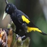 image of bird