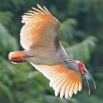 image of asian_crested_ibis #8