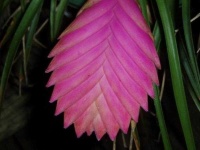 image of flower