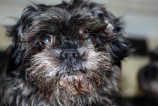 image of affenpinscher