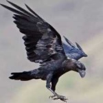 image of bird