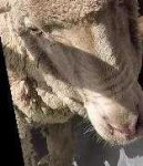 image of animal