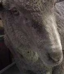 image of animal