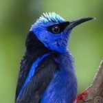 image of bird