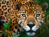 image of jaguar_car