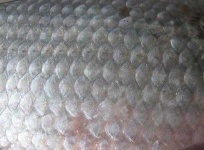 image of texture