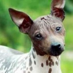 image of animal