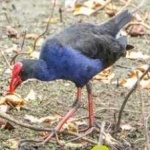 image of bird