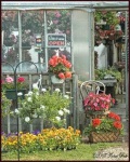 image of greenhouse