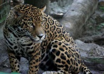 image of jaguar_car