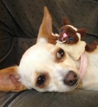 image of chihuahua