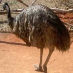 image of emu #10