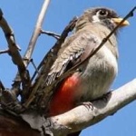 image of bird