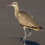 image of whimbrel #28