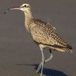 image of bird
