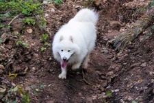 image of samoyed #8