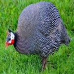 image of bird