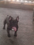 image of french_bulldog