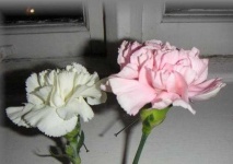 image of flower