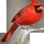 image of bird