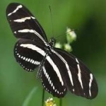 image of animal