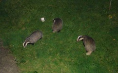 image of badger
