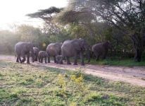 image of animal